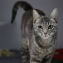 Photo of Peanut