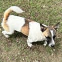 Photo of Badger