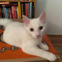 Photo of Mickey