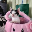 Photo of Maus