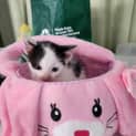 Photo of Nibbles