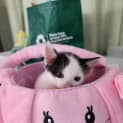 Photo of Nibbles