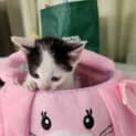 Photo of Nibbles