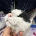 Photo of Oreo