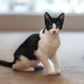 Photo of Gunther