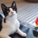 Photo of Gunther