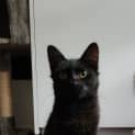 Photo of Maverick