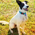 Photo of Charlie 22 Month Old Border Collie X (Trial)