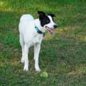Photo of Charlie 22 Month Old Border Collie X (Trial)