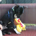 Photo of Ollie