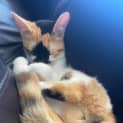 Photo of Gnocchi