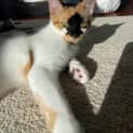 Photo of Gnocchi