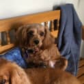 Photo of Addy 3 Year Old Cavoodle (Trial)