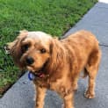 Photo of Addy 3 Year Old Cavoodle (Trial)