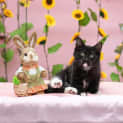 Photo of Anson **2nd Chance Cat Rescue**