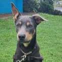 Photo of Laddie