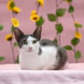 Photo of Eleanor ** 2nd Chance Cat Rescue**