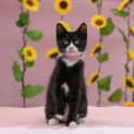 Photo of Flora **2nd Chance Cat Rescue**