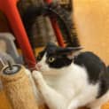 Photo of Petunia
