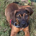 Photo of Whiskey