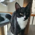 Photo of Clawdia