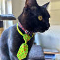 Photo of Laszlo