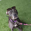 Photo of Stormy (Roxy)