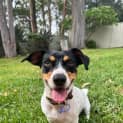 Photo of Freckles 1 Year Old Jack Russell Terrier (Trial)
