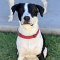 Photo of Spade   1 Year Old Staffy X