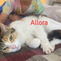 Photo of Allora