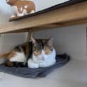 Photo of Allora