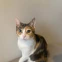 Photo of Allora