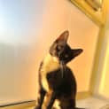 Photo of Luna
