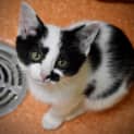 Photo of Moo