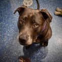 Photo of Stormy (Roxy)