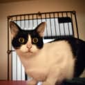 Photo of Petunia