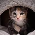 Photo of Maisey