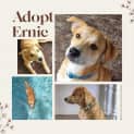 Photo of Ernie
