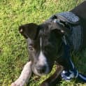 Photo of Cosmo