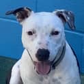 Photo of Pepper