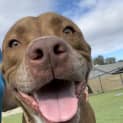 Photo of Lucky