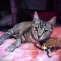 Photo of Snowy
