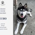 Photo of Echo