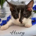 Photo of Henry