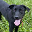 Photo of Ace