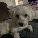 Photo of Flash