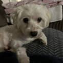 Photo of Flash