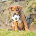 Photo of Jasper   14 Week Old M Ixed Breed (Trial)