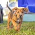 Photo of Jasper   14 Week Old M Ixed Breed (Trial)