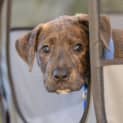 Photo of Jethro 8 Week Old Cattle Dog X (Trial)